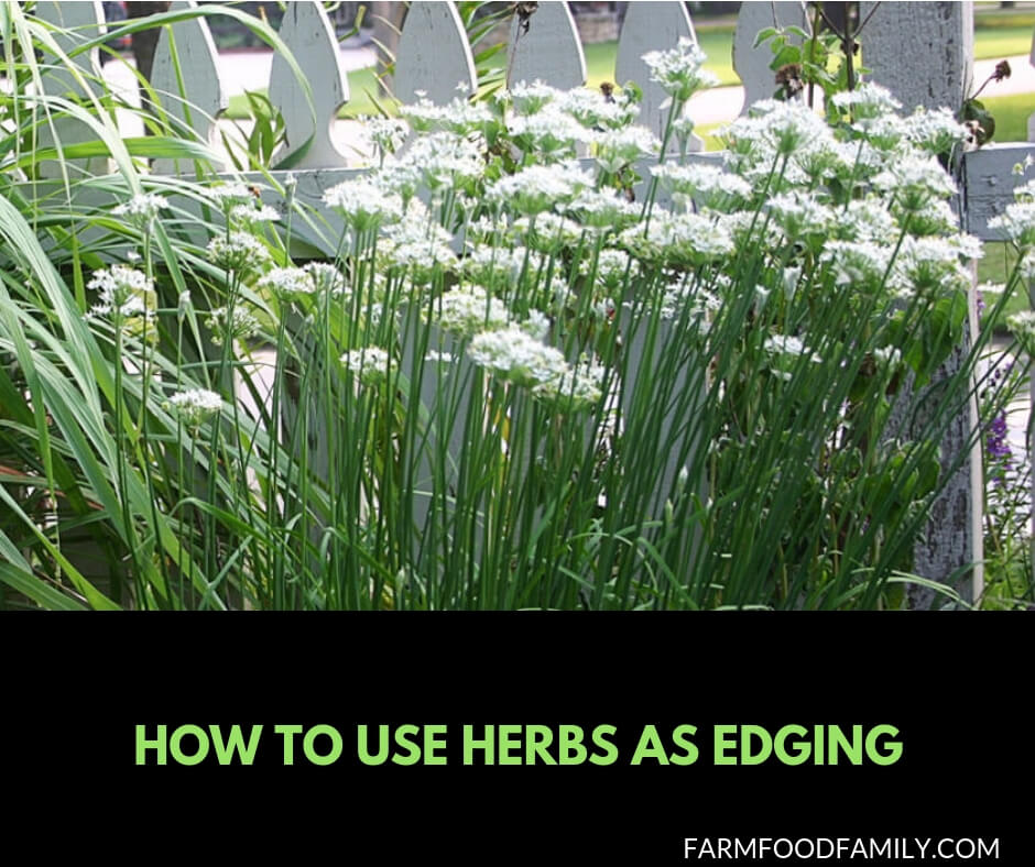 How to use herbs as edging