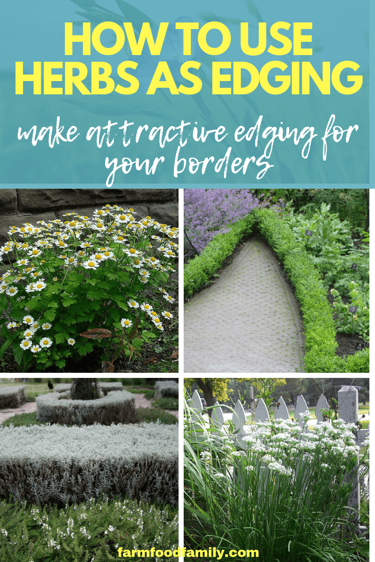 how to use herbs as edging