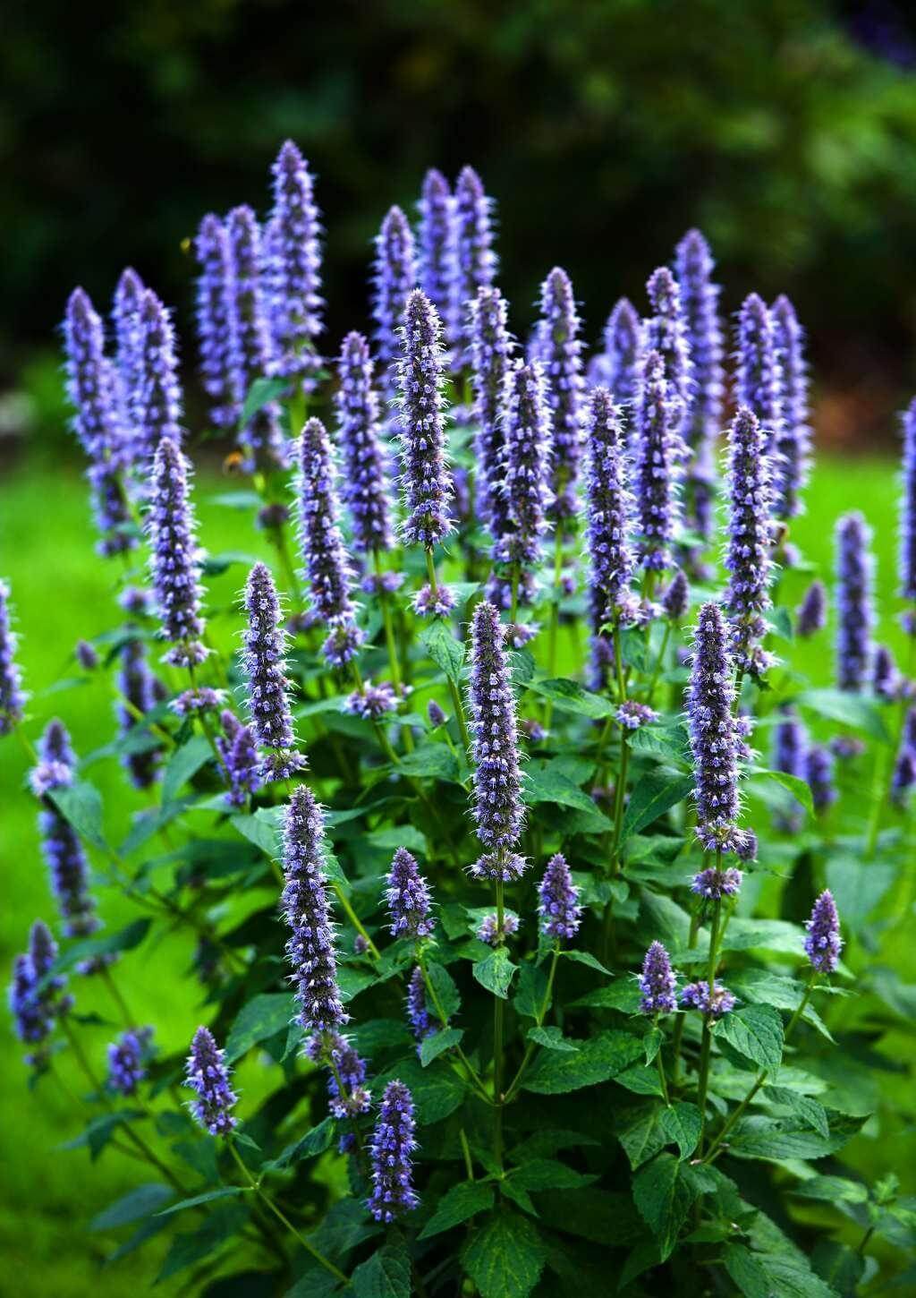 Hyssop (Hyssopus officinalis) | How to Use Herbs as Edging