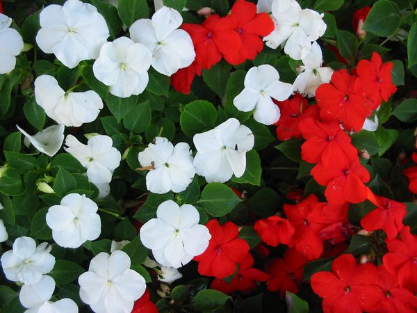 The traditional busy lizzie (Impatiens walleriana)