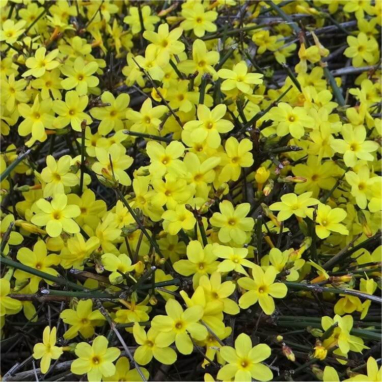 Jasminum nudiflorum | Flowering Plants to Brighten the Winter Garden: Trees, Shrubs and Perennials with Blooms to Sparkle in Short Days