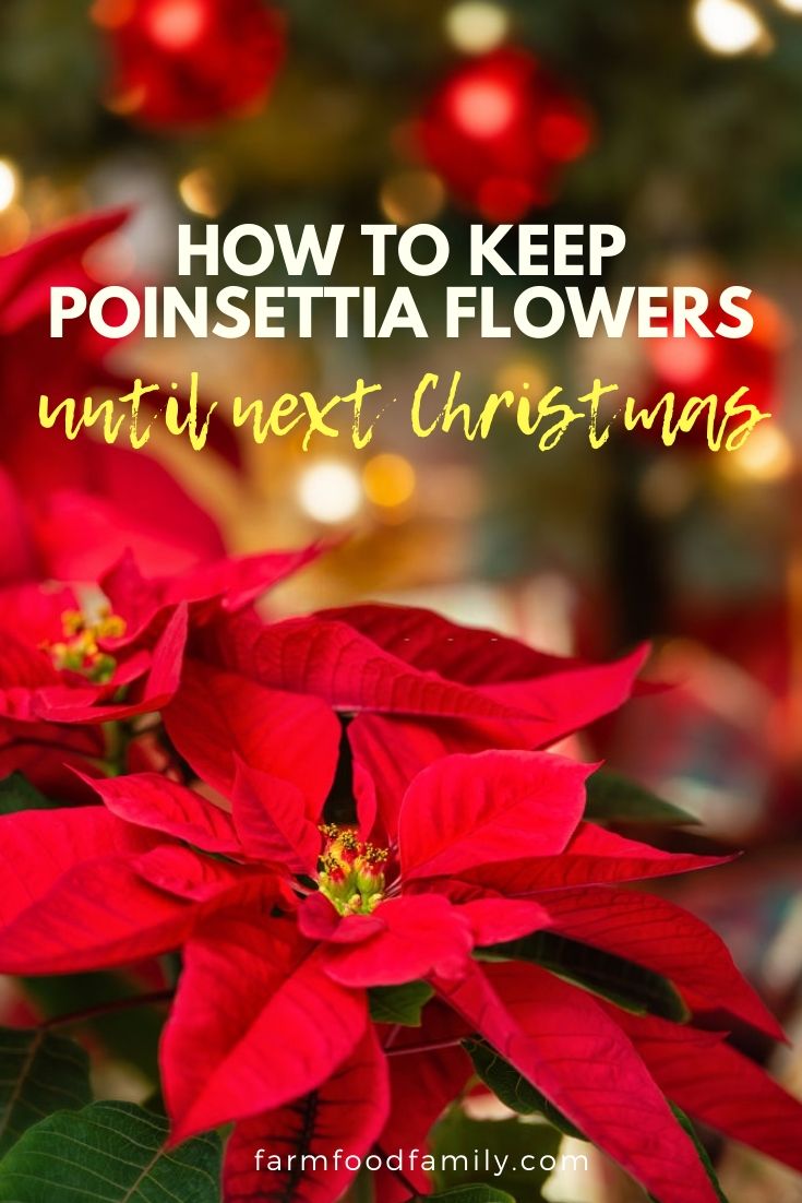 keep poinsettia flowers blooming