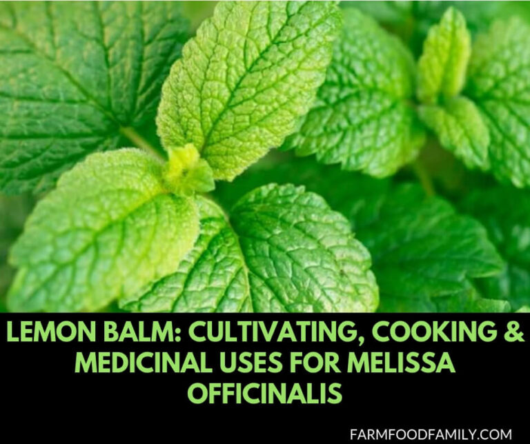 Lemon Balm: Cultivating, Cooking & Medicinal Uses for Melissa Officinalis