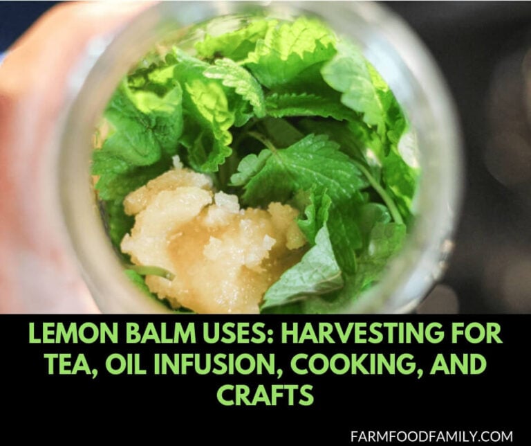 Lemon Balm Uses: Harvesting for Tea, Oil Infusion, Cooking, and Crafts