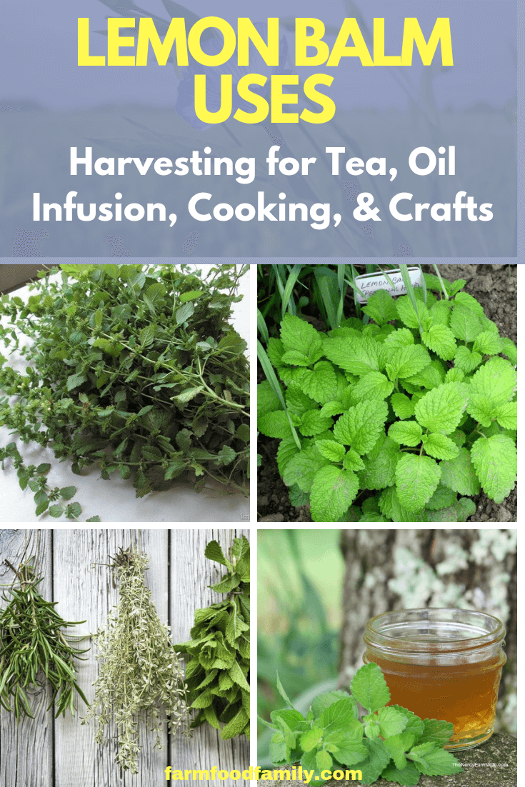 Lemon Balm Uses: Harvesting for Tea, Oil Infusion, Cooking, and Crafts