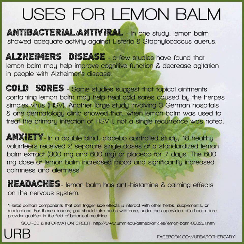 Medicinal Uses for Lemon Balm