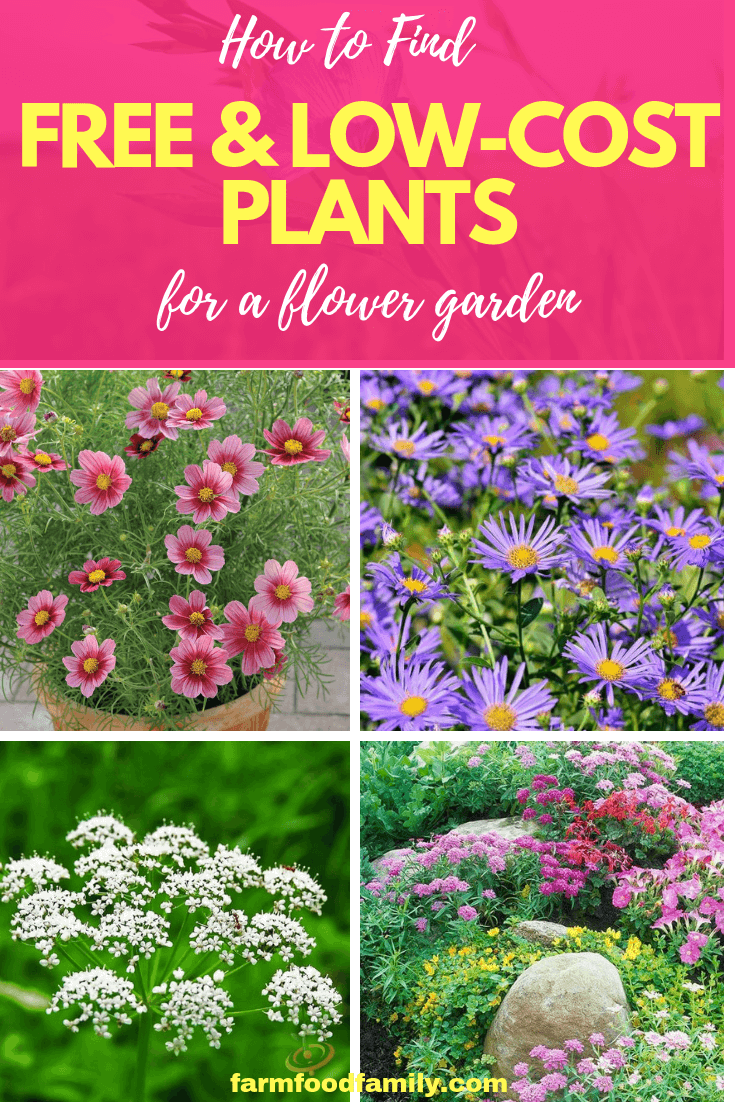 low cost plants for flower garden