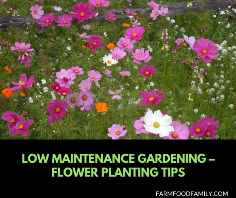 Low maintenance gardening tips
