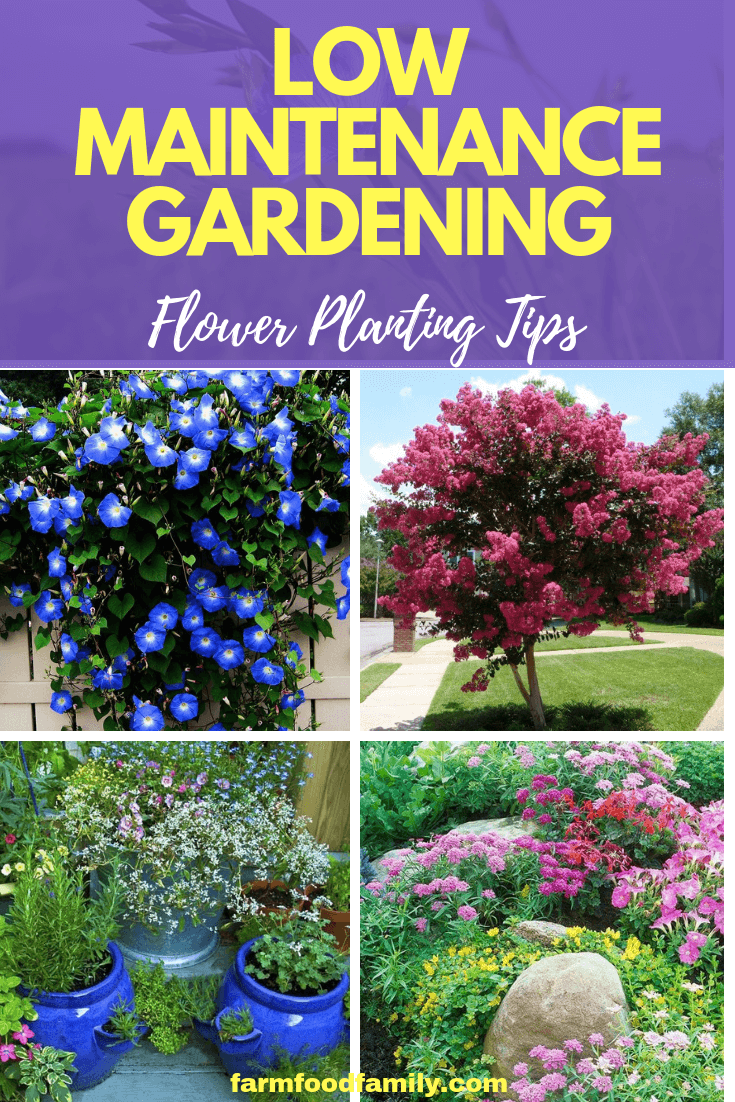 Low Maintenance Gardening – Flower Planting Tips