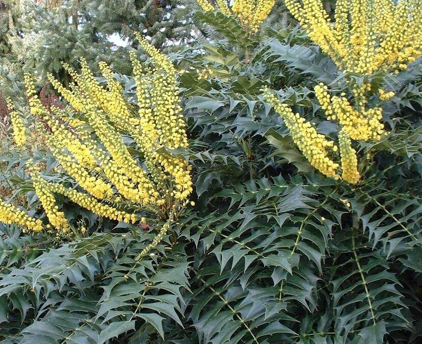 Mahonia x media 'Bucklland' | Flowering Plants to Brighten the Winter Garden: Trees, Shrubs and Perennials with Blooms to Sparkle in Short Days