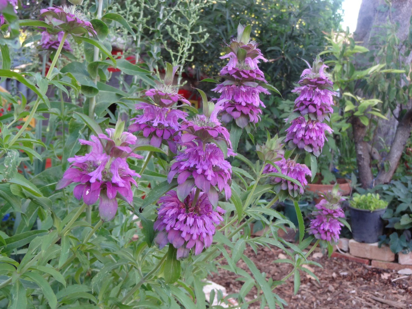 Monarda flowers | Monarda Plant Profile Growing Guide: Planting, Selecting, and Maintaining Bee Balm