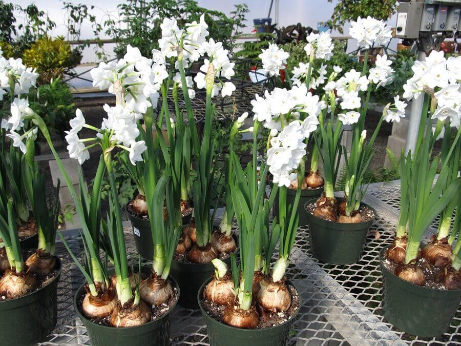 paperwhites in plastic containers