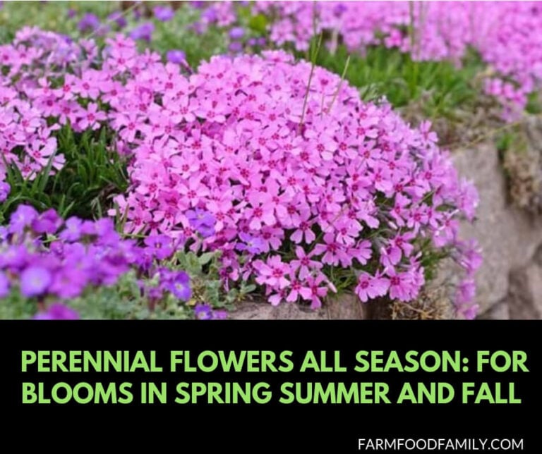 Perennial Flowers All Season: Perennial Garden Design Guide for Blooms in Spring Summer and Fall