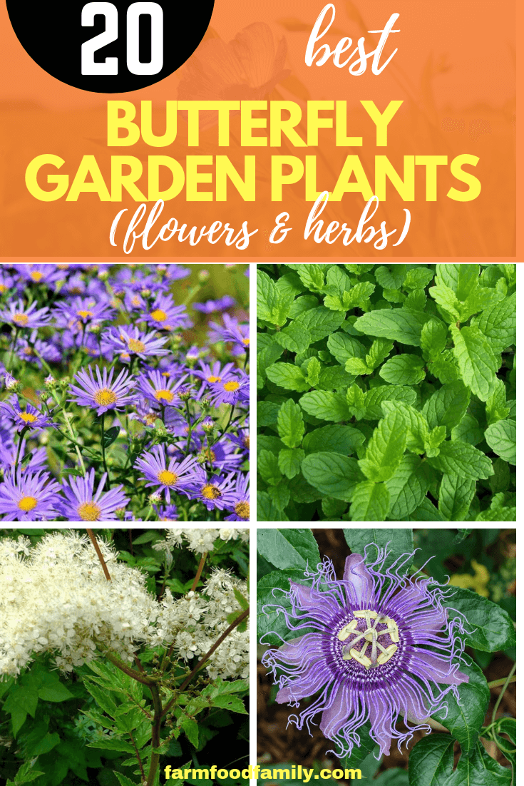 How to Attract Butterflies to Your Garden with Flowers and Herbs