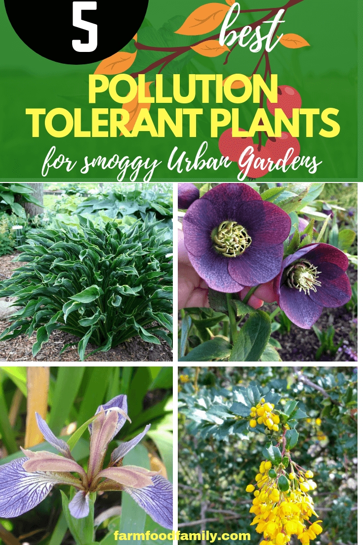 Pollution Tolerant Plants: Perennials and Annuals for Smoggy Urban Gardens