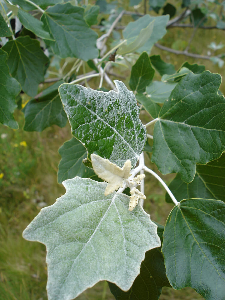 White Poplar (Populus alba) | Top 10 Exotic Invasive Trees in the U.S - FarmFoodFamily.com