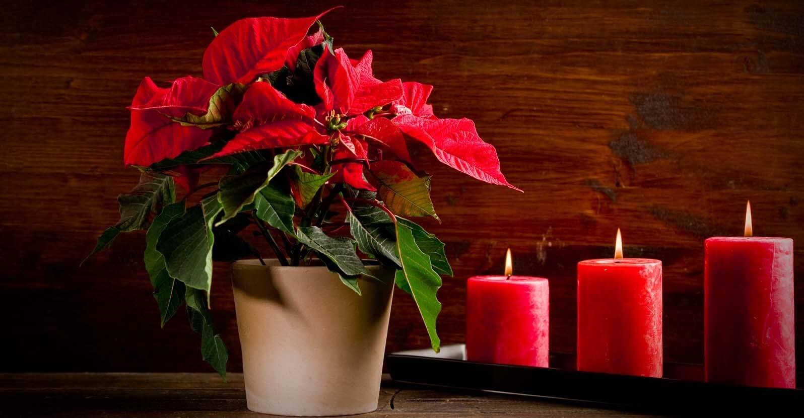 Growing Christmas Poinsettias: Saving and Caring For Your Holiday Gift Container Plants