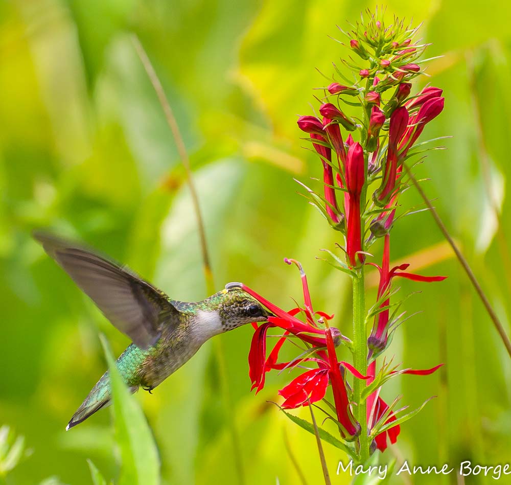 Cardinal Flower with Ruby-throated Hummingbird