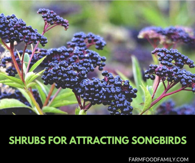 Shrubs for Attracting Songbirds: How Bushes Bring Birds to the Garden With Food and Shelter