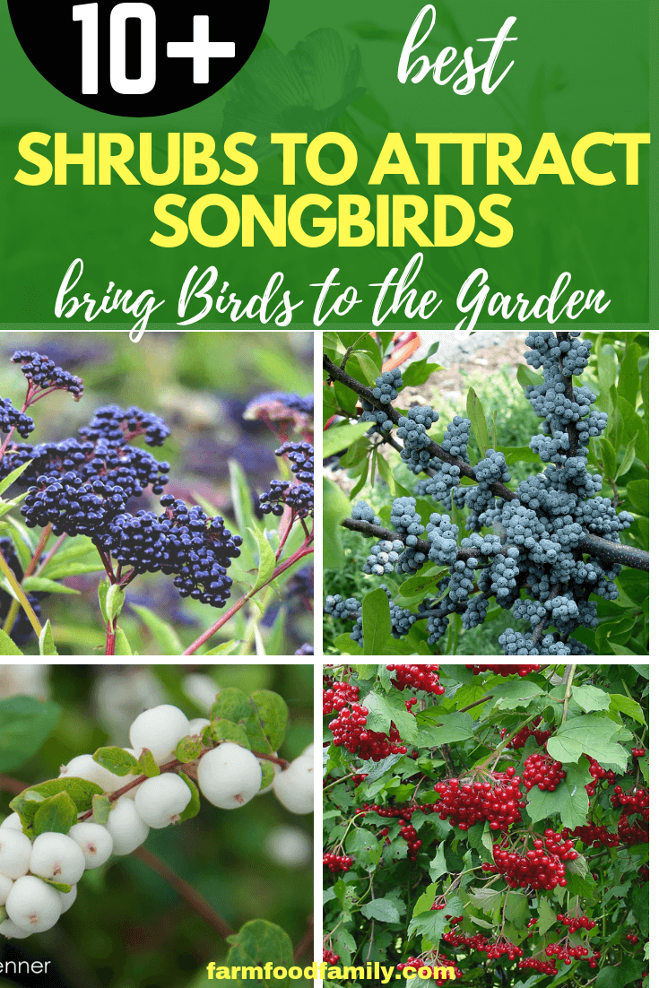 Shrubs for Attracting Songbirds: How Bushes Bring Birds to the Garden With Food and Shelter