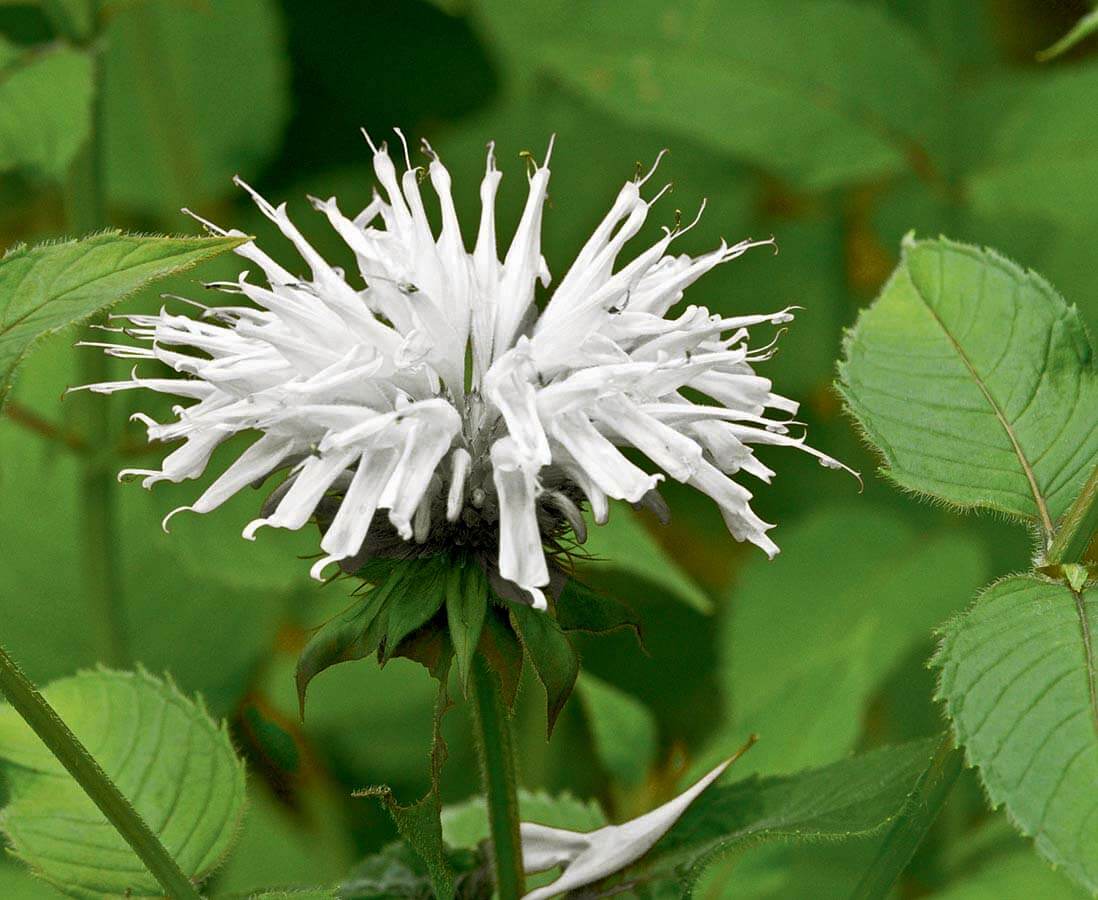 Snow White | Monarda Plant Profile Growing Guide: Planting, Selecting, and Maintaining Bee Balm