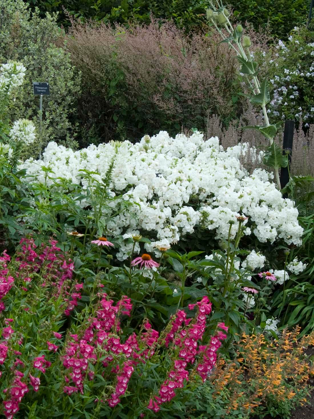 tall border phlox (Phlox paniculata) | Perennial Flowers All Season: Perennial Garden Design Guide for Blooms in Spring Summer and Fall