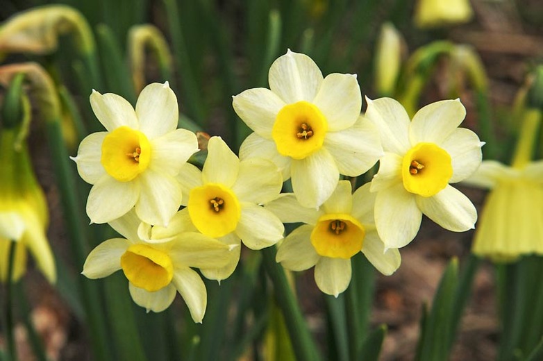 tazetta daffodils | Daffodil Bulb Ideas for Autumn Gardening: Fall Bulb Planting Brings Narcissus Spring Flowers