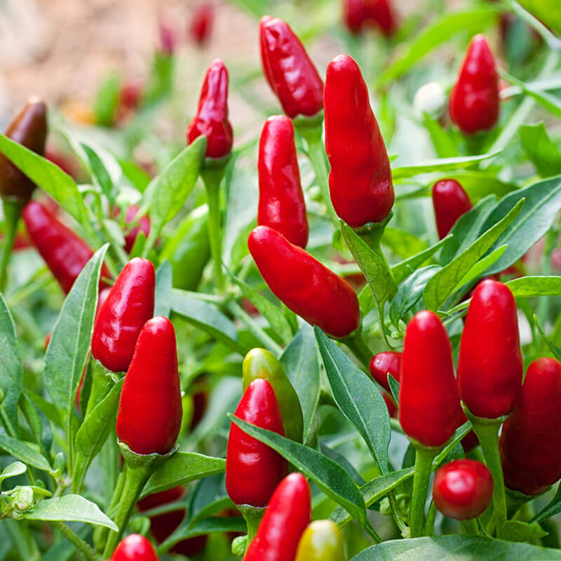 Hot chile peppers | Home Landscape Design For Winter Gardens