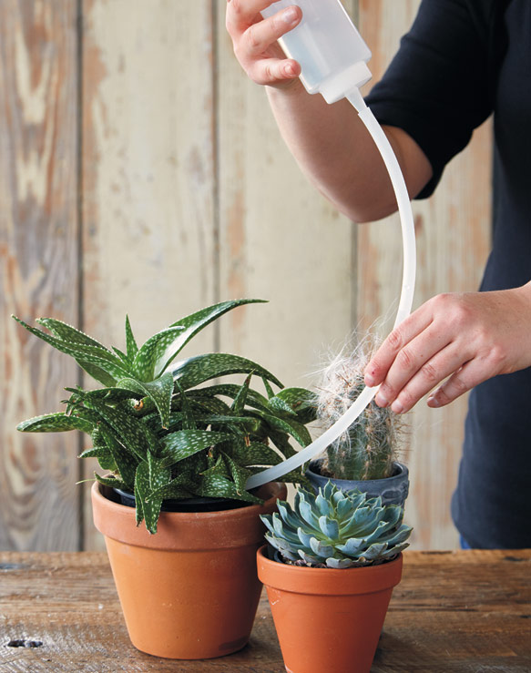 watering cactus plant