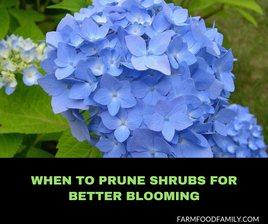When to Prune Shrubs For Better Blooming?