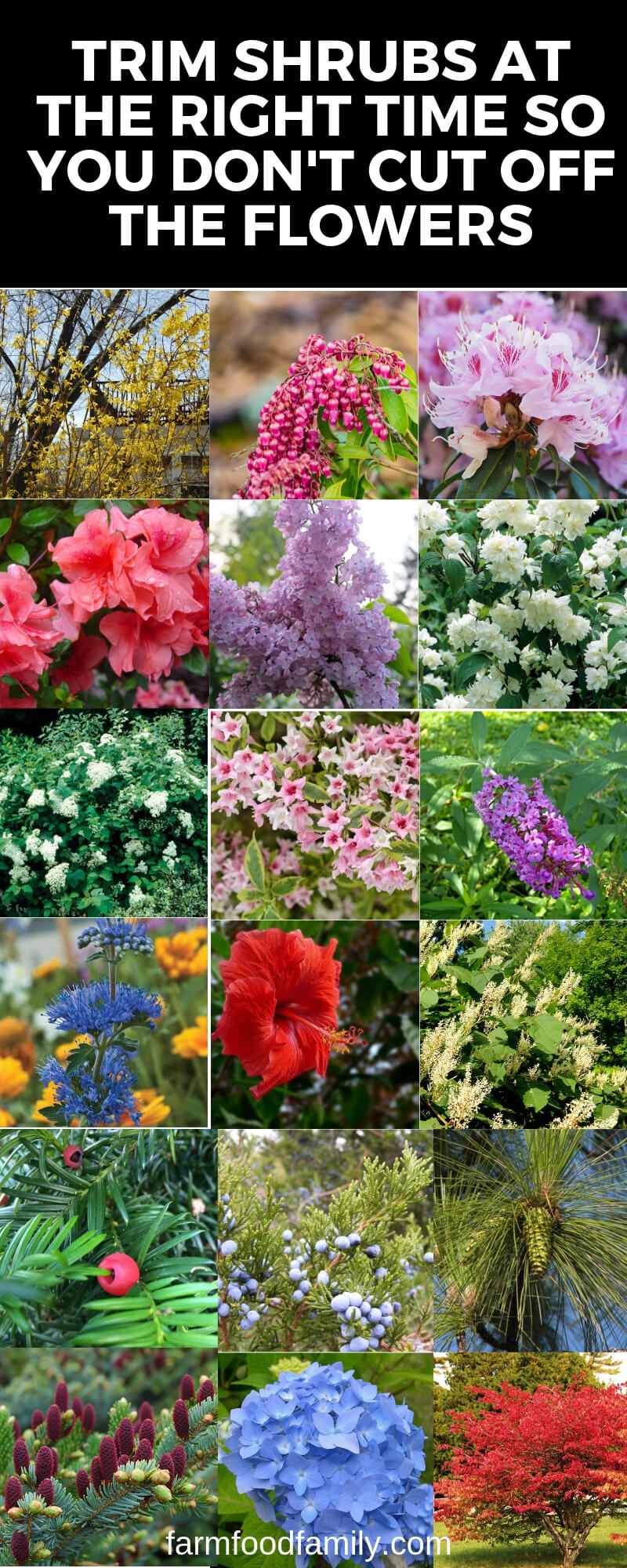 when to prune shrubs for better blooming infographic