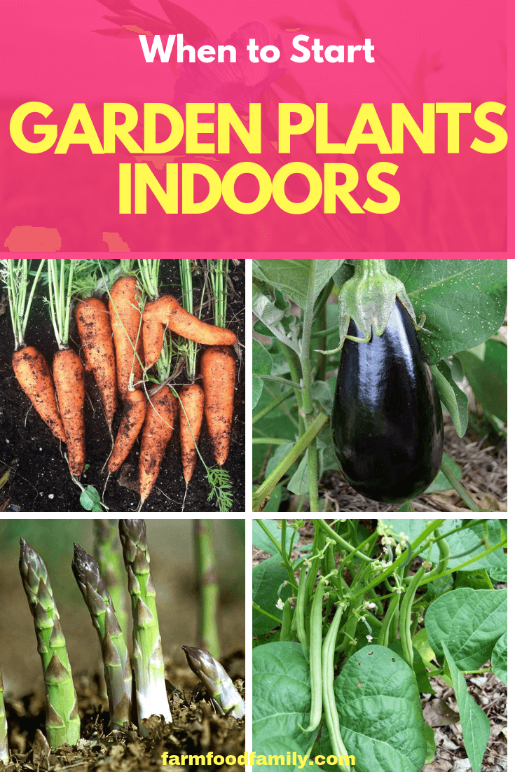 When to Start Garden Plants Indoors