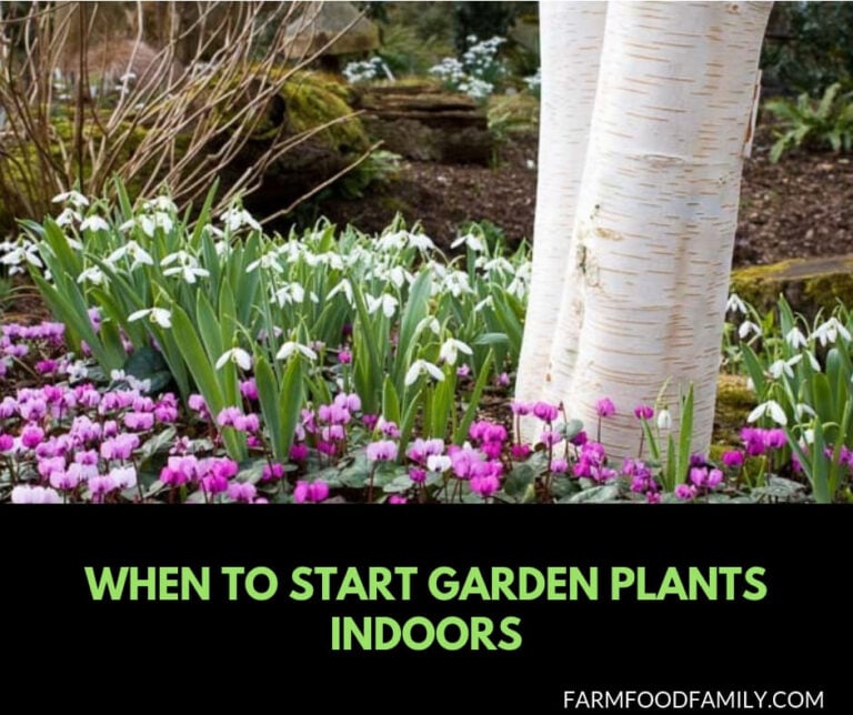 When to start garden plants indoors