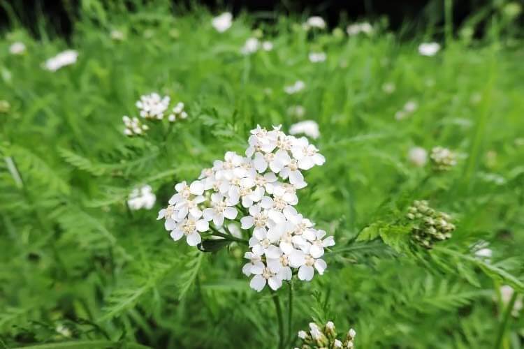 Yarrow (Achillea) | Perennial Flowers All Season: Perennial Garden Design Guide for Blooms in Spring Summer and Fall