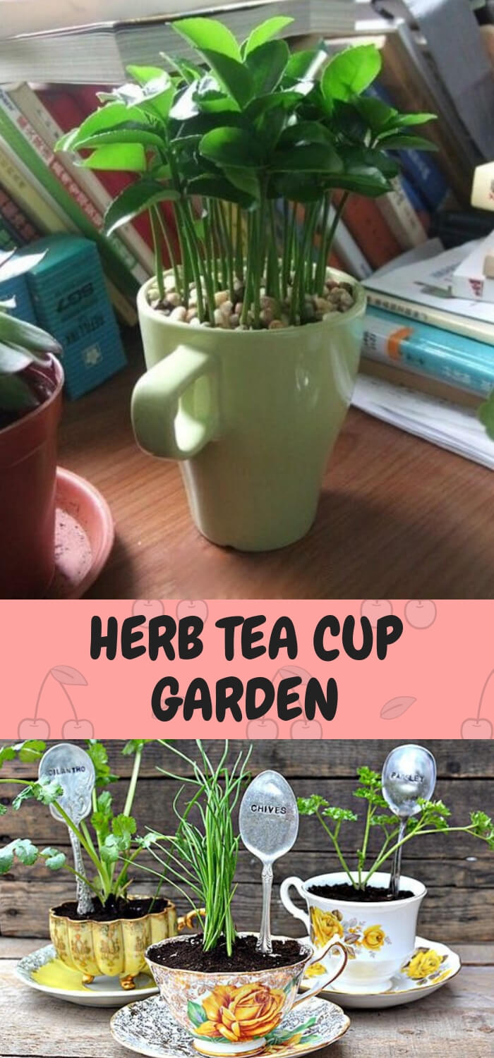 Herb Tea pot