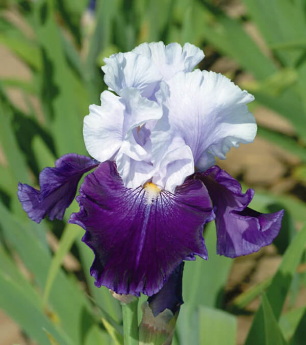 Bearded Iris Iris