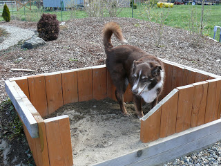 Dog Area in Garden