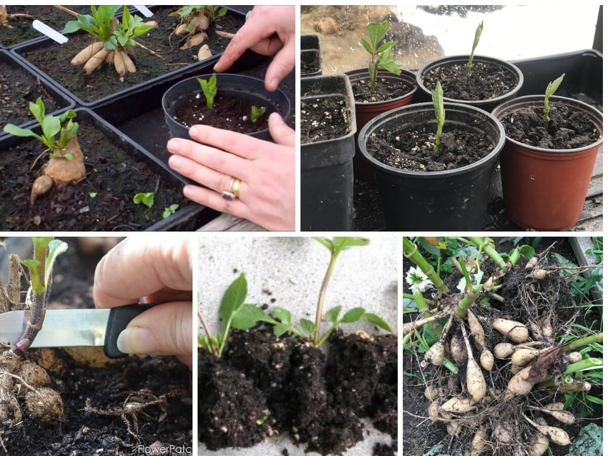 Propagate Dahlias from the Cuttings