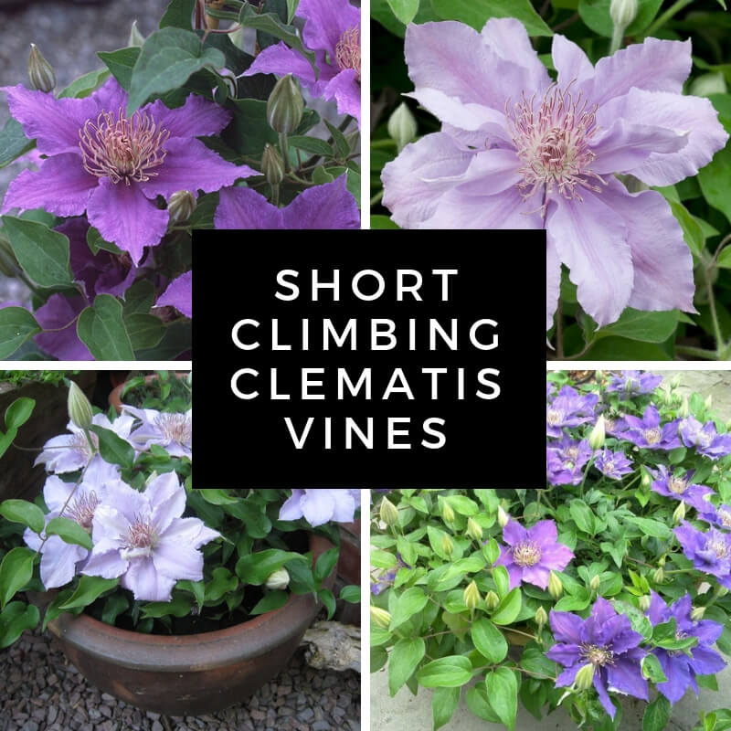 Short Climbing Clematis Vines