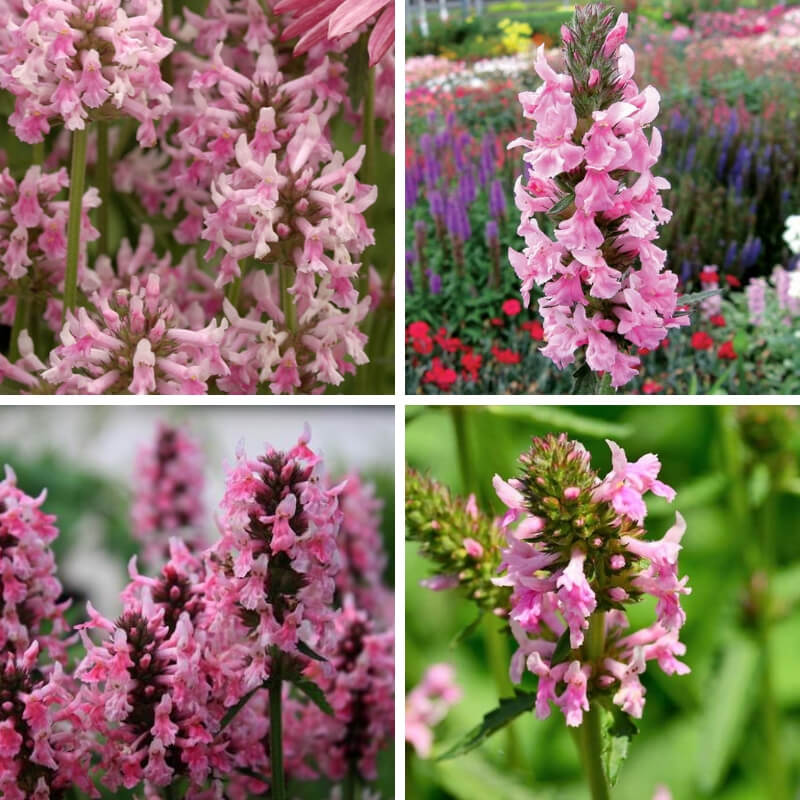Stachys officinalis Pink Cotton Candy