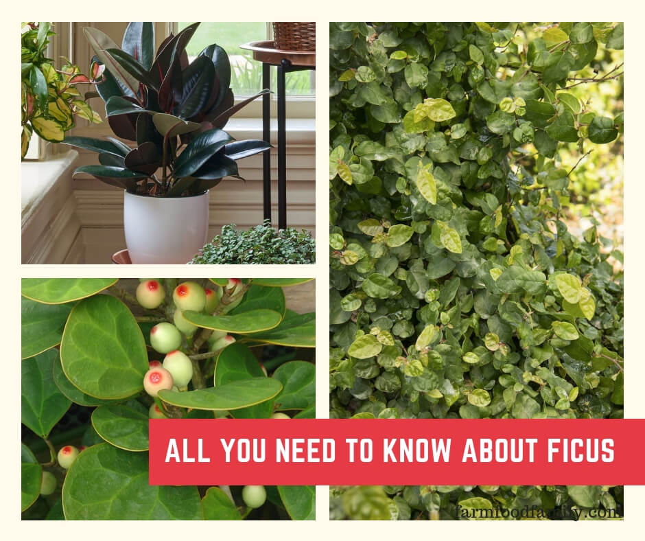 All About Ficus: Rubber Plants, Weeping Fig, Creeping Fig