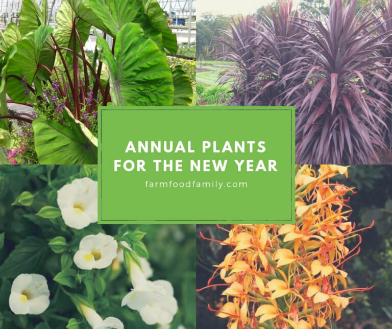 Annual Plants for the New Year