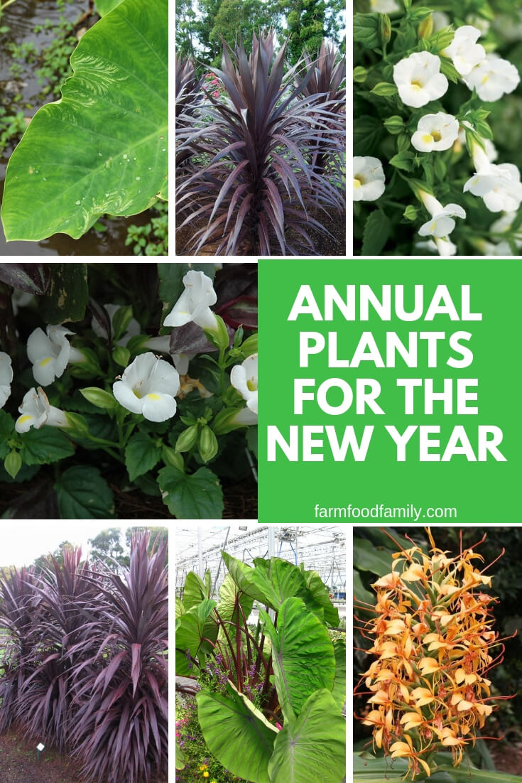 Annual Plants for the New Year