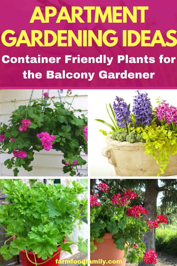 Apartment Gardening Ideas: Container Friendly Plants for the Balcony Gardener