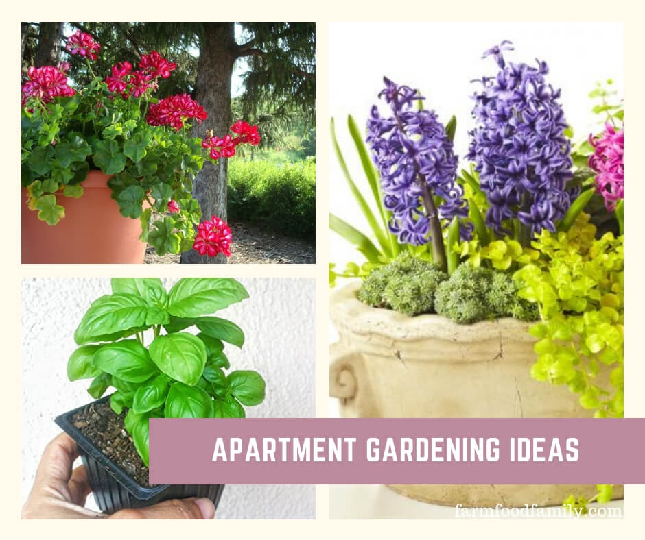 Apartment Gardening Ideas: Container Friendly Plants for the Balcony Gardener