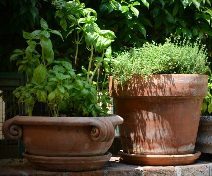 Soak your clay pots in a warm water bath before planting