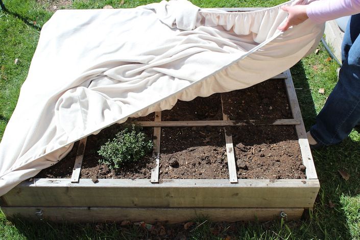 bed sheet protect plants
