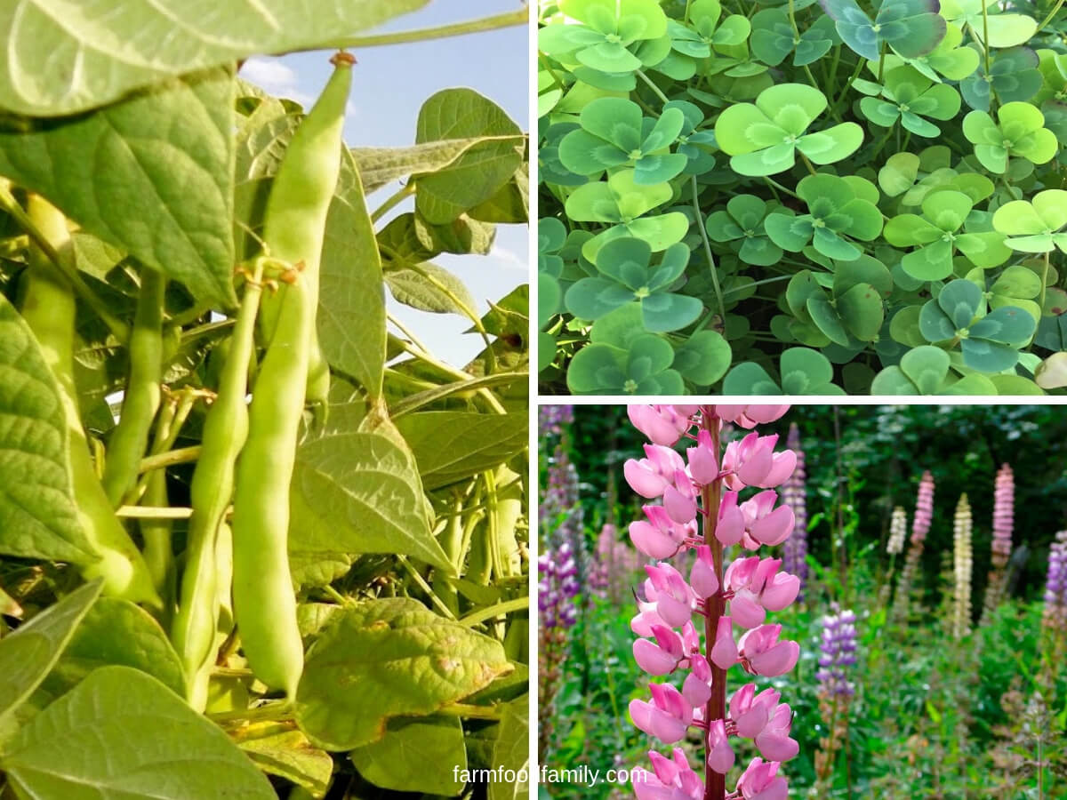 What are The Benefits of Growing Green Manures?