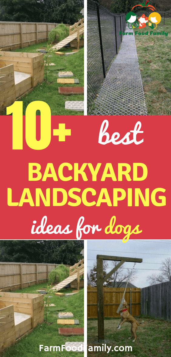 best backyard ideas for dogs