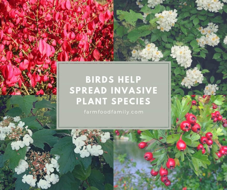 Birds Help Spread Invasive Plant Species